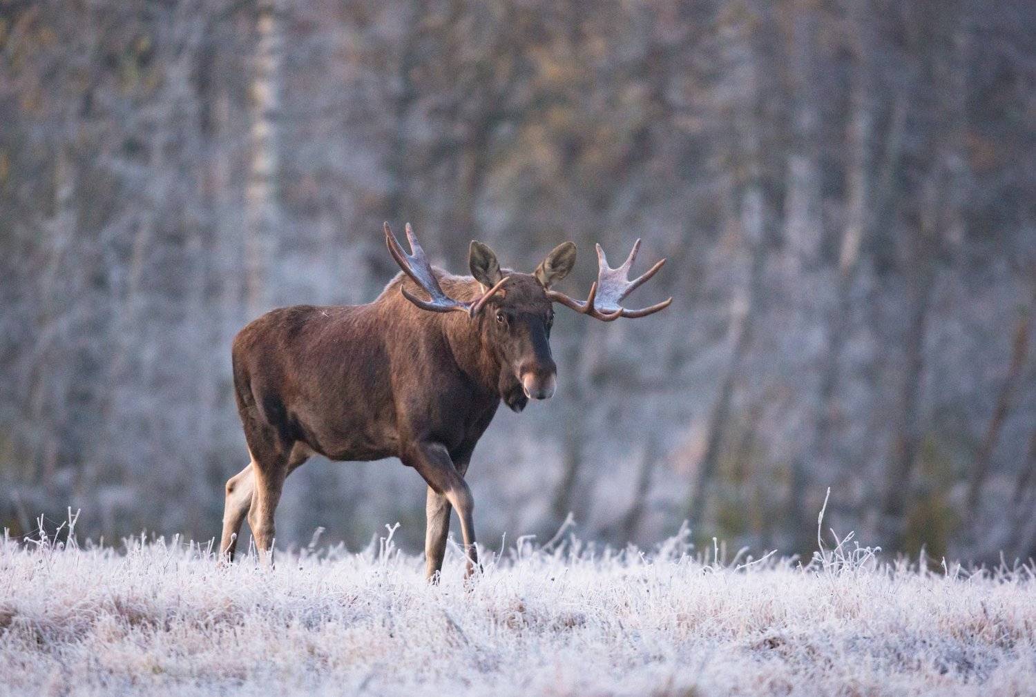 , Андрей Шимчук
