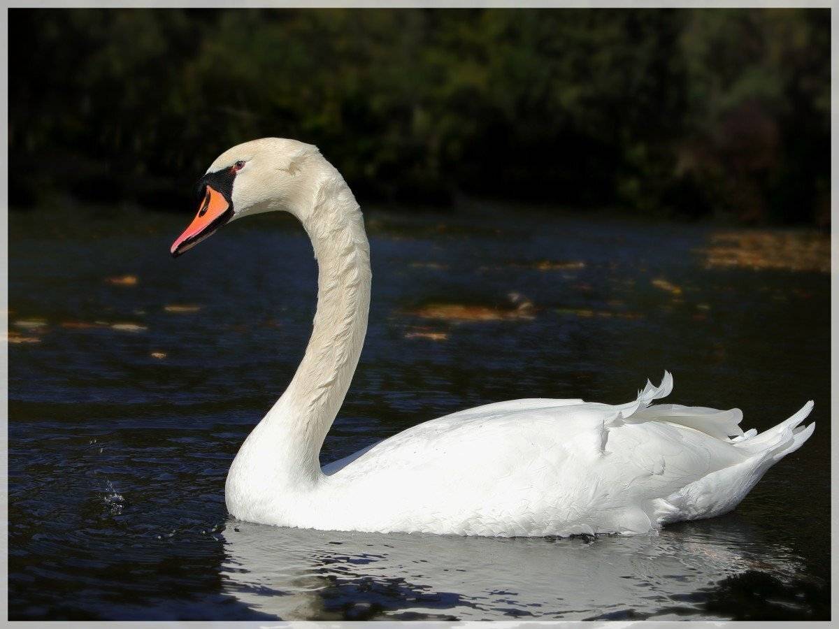 , Георги Славов