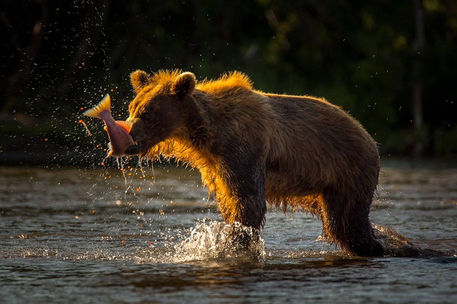 Камчатка, лето, природа, путешествие, медведь, животные, Денис Будьков