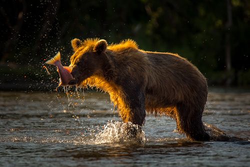 Вечерний улов
