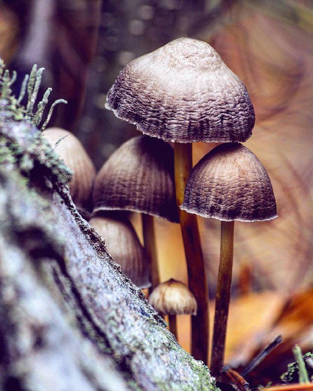 грибы, лес, осень, природа, лист Осенний фото превью