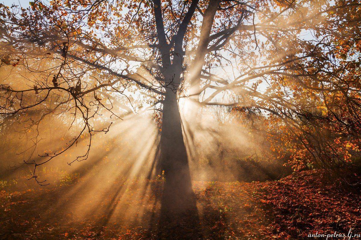 рассвет, туман, лес, осень, Антон Петрусь
