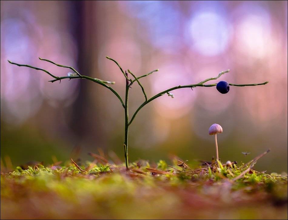 , Бурлов Андрей