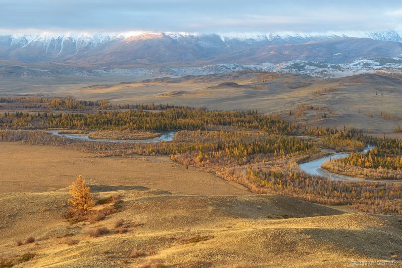 алтай, осень, солнце Золото Курайской степи фото превью