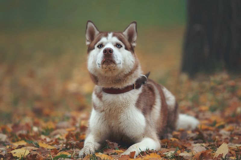 пушкин, царскоесело, царское, собаки, животные, осень, пёс, собака Осень Ская фото превью