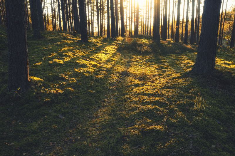 лес, закат, мох, деревья, Латвия, сосны Золотые мхи фото превью