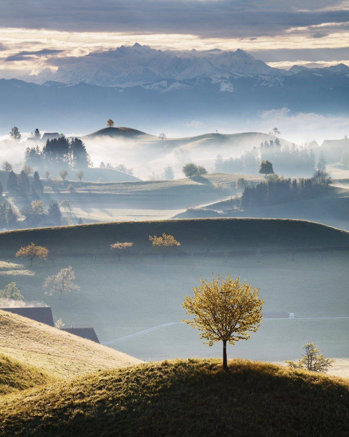 morning, switzerland, light, hills, trees, fog, mist, alps, mountains, spring, Martin Rak