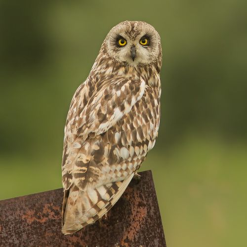 Болотная сова