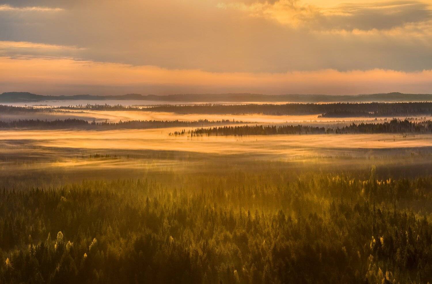 осень,  ленинградская область, лес, вепсский лес, рассвет, туман, луг, парк, заказник, солнце, тайга, ели, заповедная россия, резерват., Лашков Фёдор
