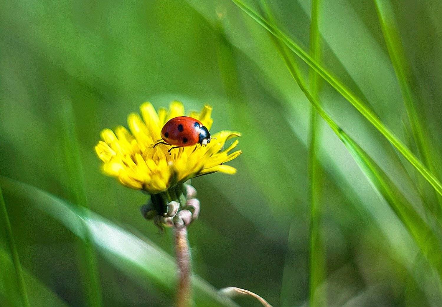 , Валерий Смирнов