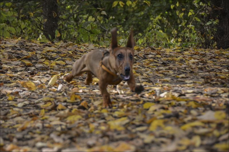 осень,позитив,такса,собак,гасает,радуется в отрыв фото превью