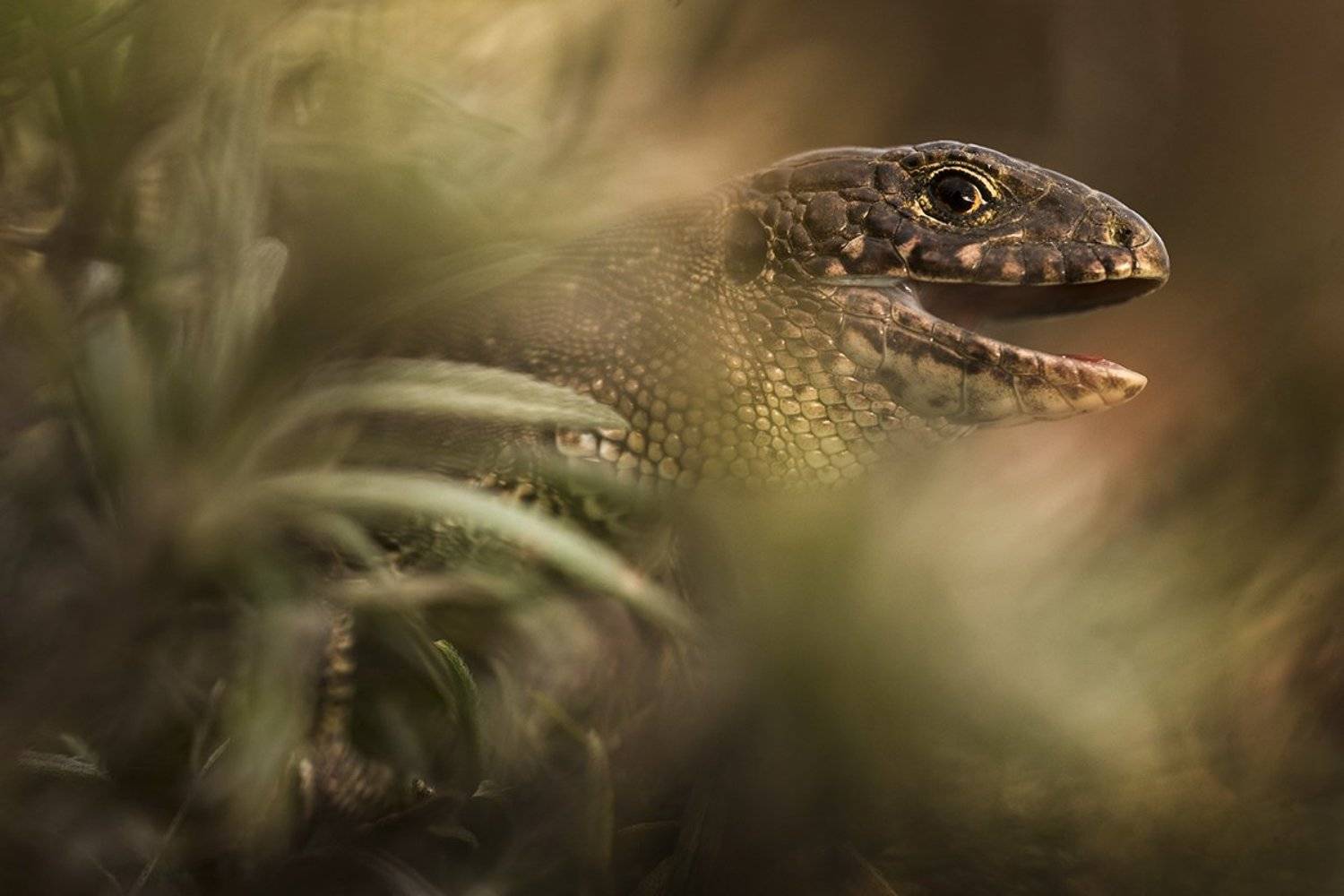 прыткая ящерица, Антон Воронин