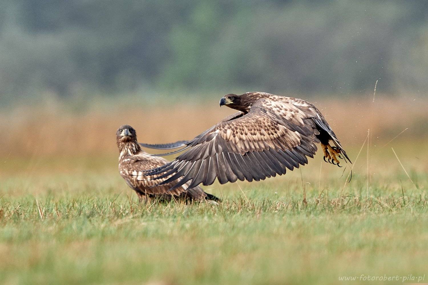 , Robert Szmytkowski