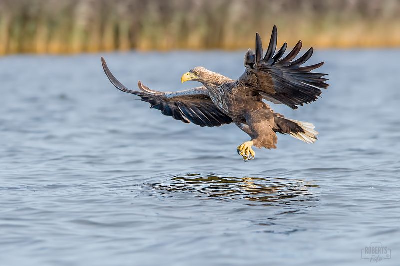 bielik ptak drapieżny  фото превью