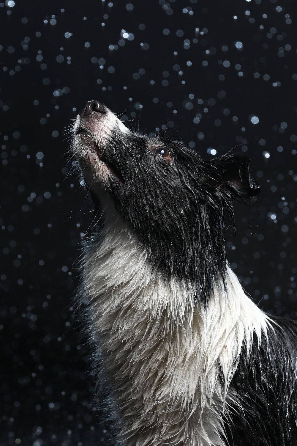 , Андрей Ершов