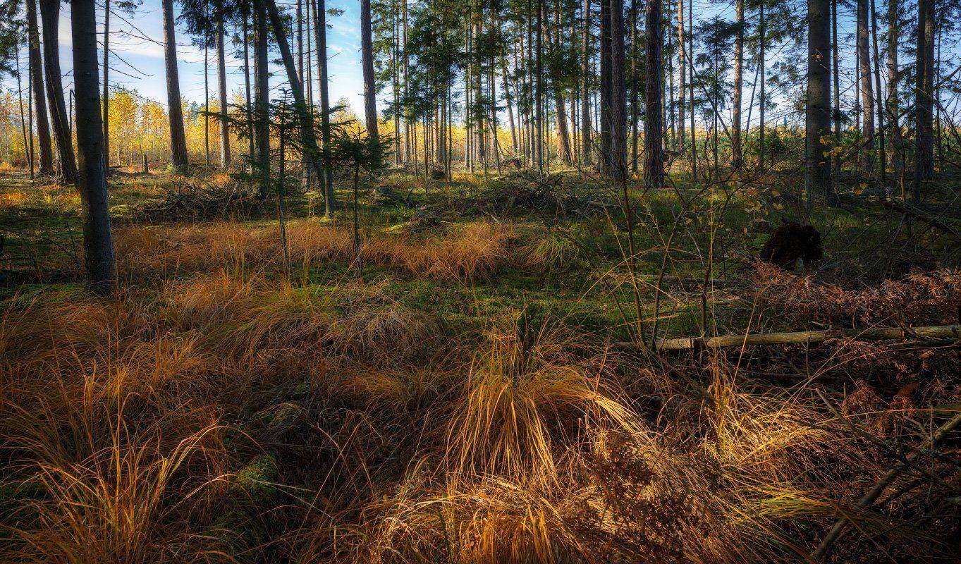 , Михаил Кушнер