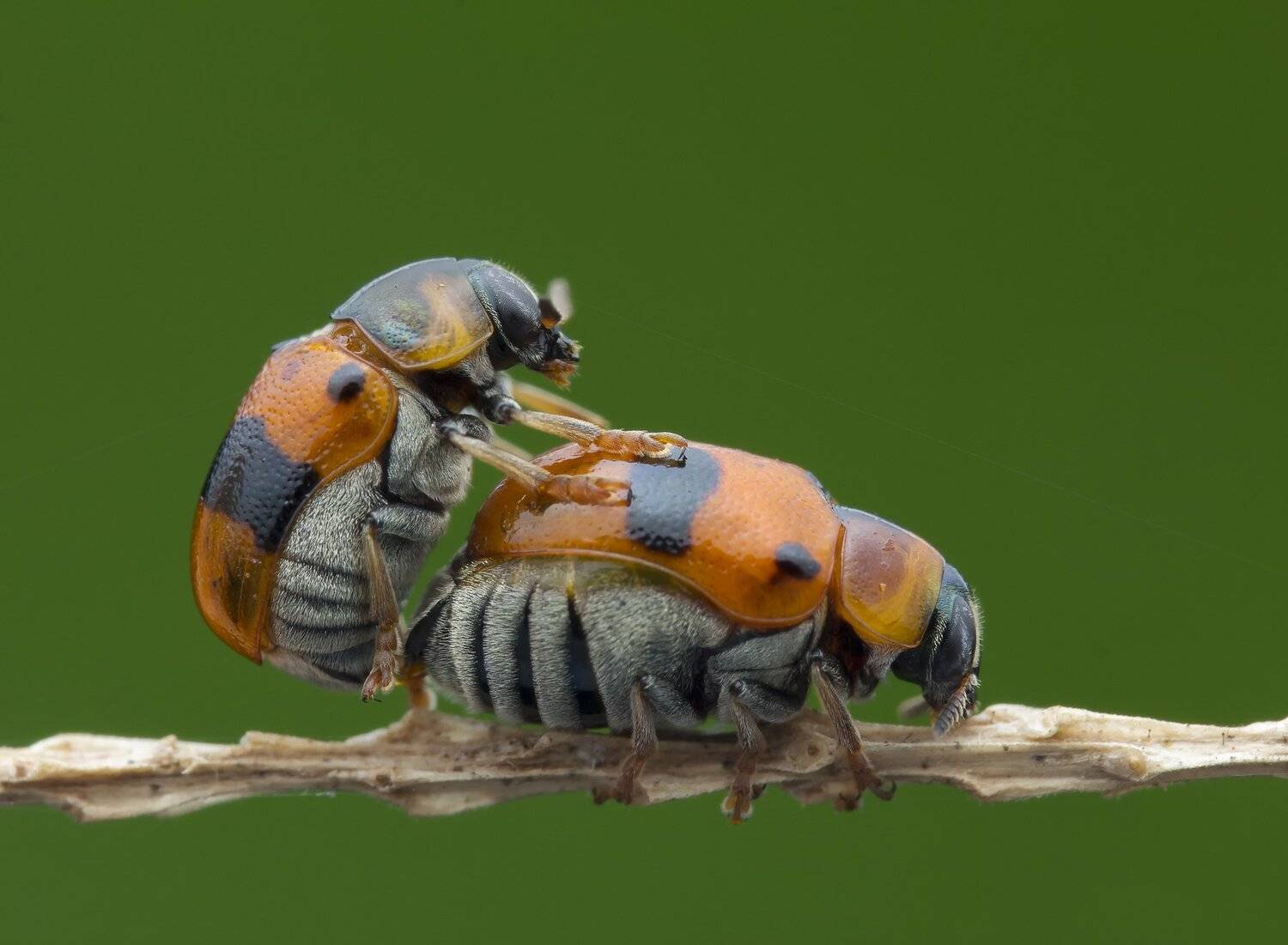 #macro#mating#colors, Choo How Lim