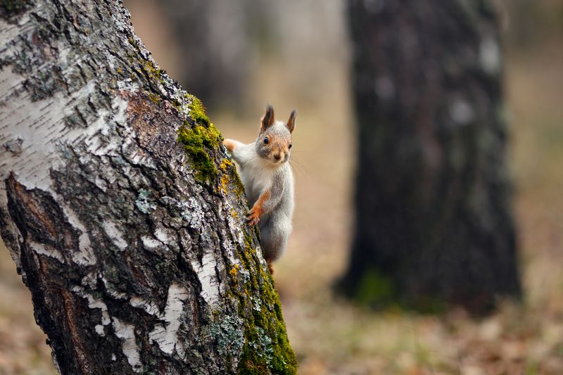 белки, осень, лес Про бельчонка фото превью