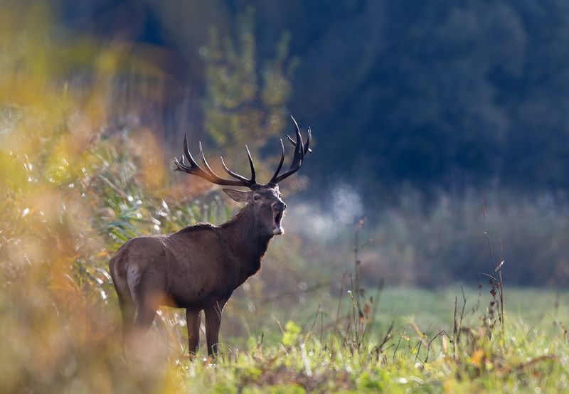 deer фото превью