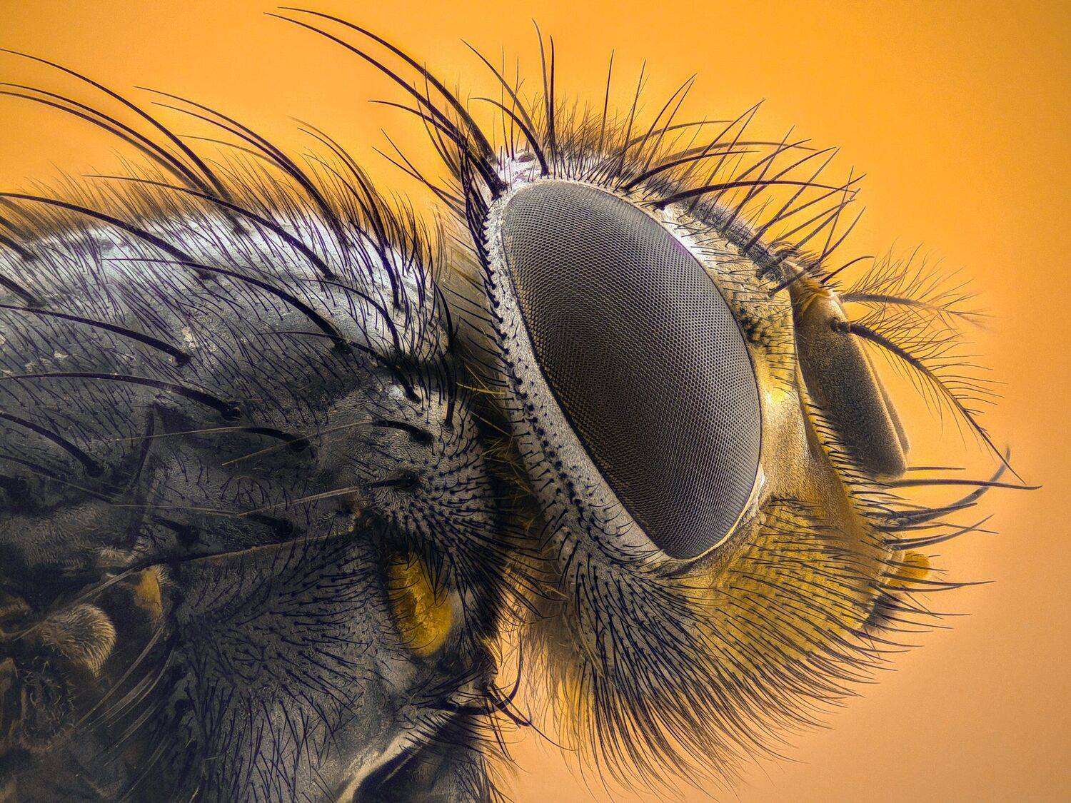 ceclii,macro,lgg4, extrememacro,  макро, Tsvetan Ganev