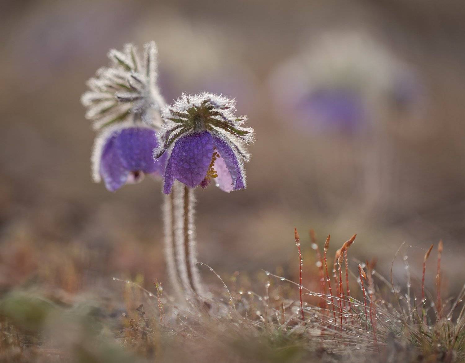 сон-трава, прострел, якутия, нерюнгри, май, Евгения Левина
