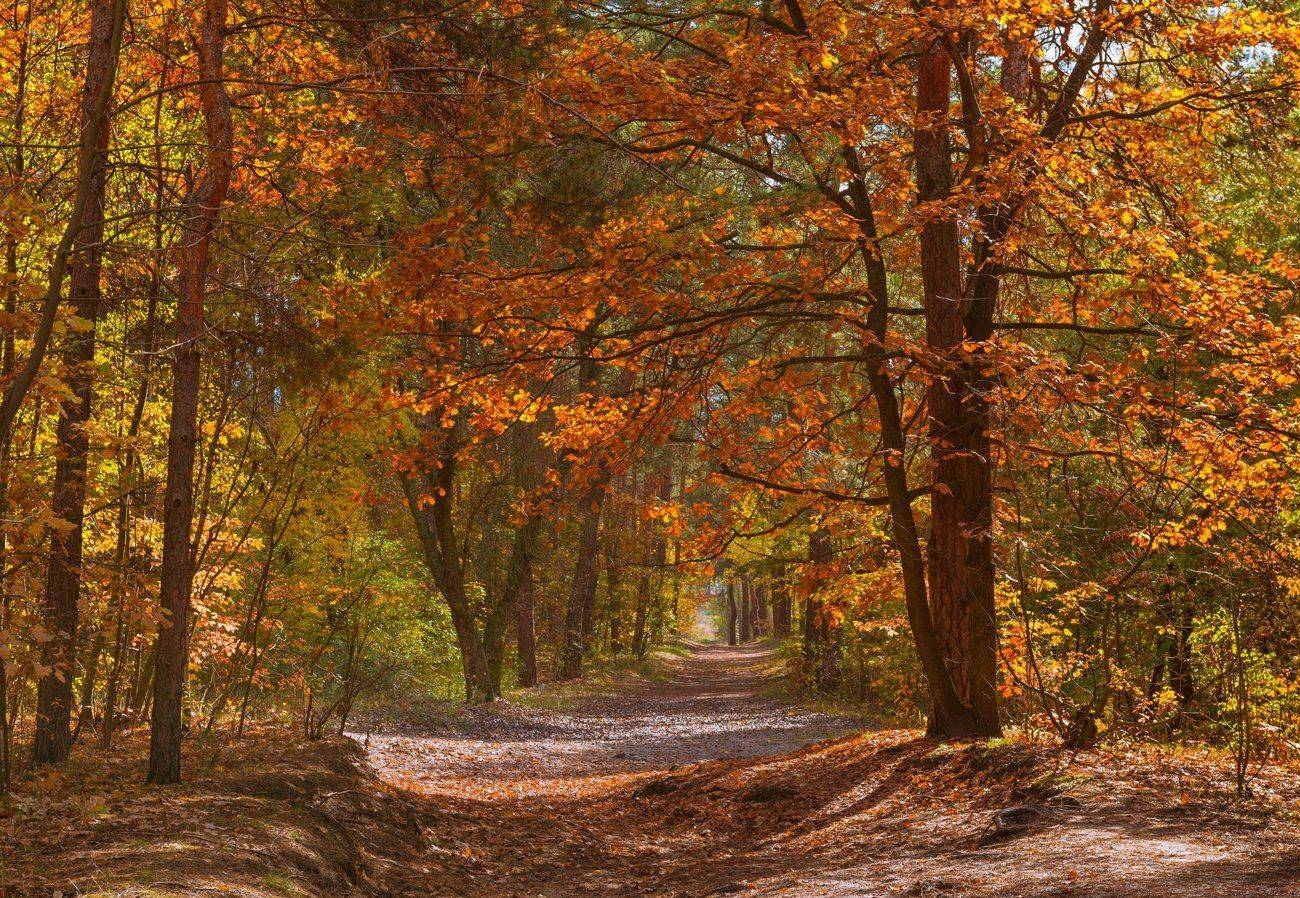 лес, осень, октябрь, солнце, дуб, Галанзовская Оксана