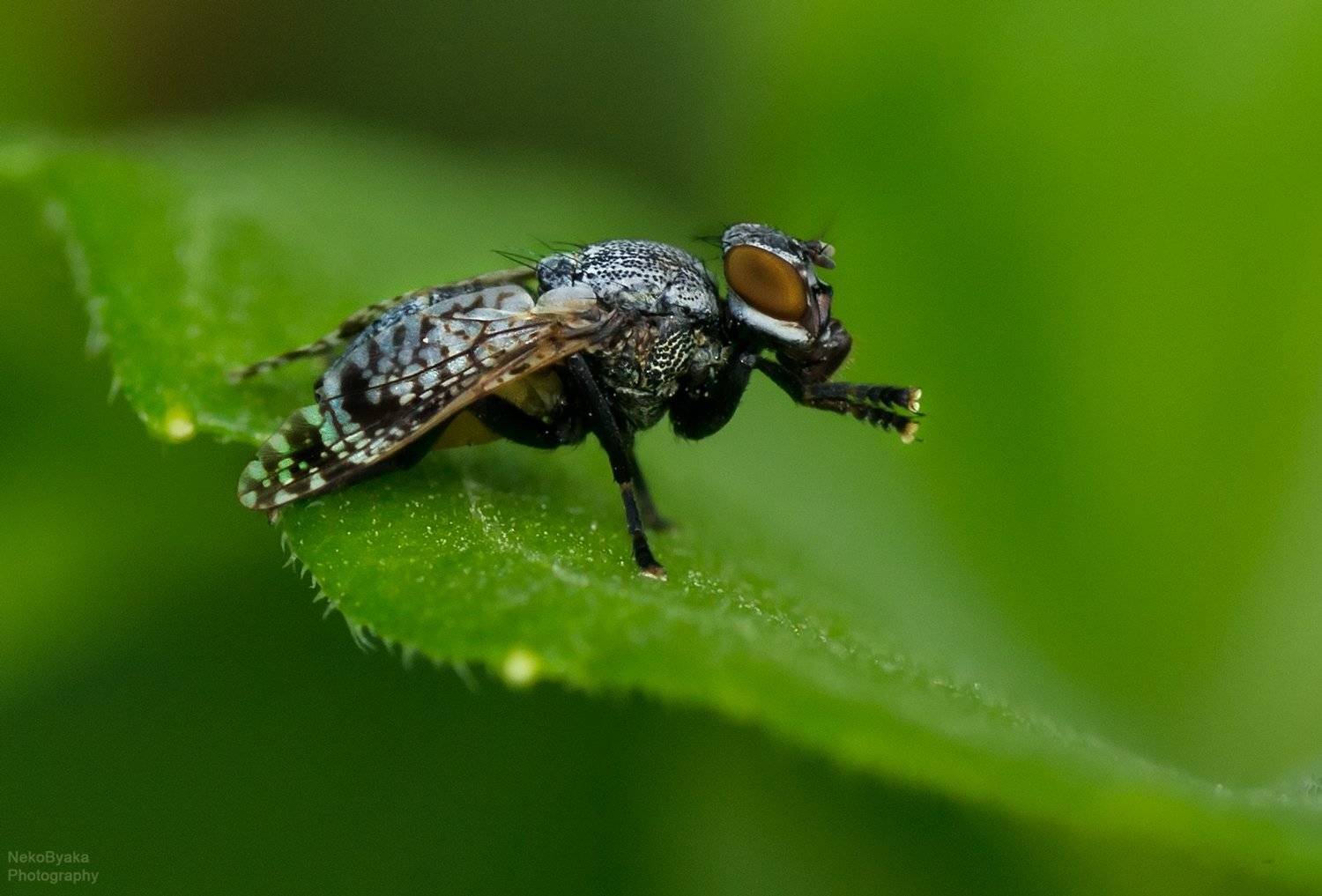макро, насекомые, природа, муха, macro, insects, nature, fly, Тараненко Анжелика