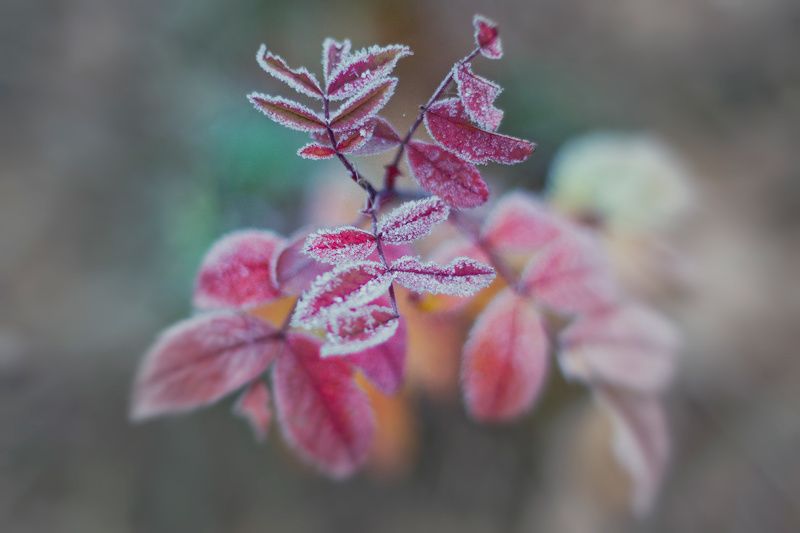 иней Первые заморозки. фото превью