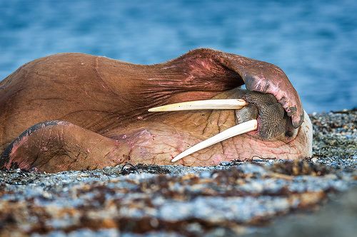 Утомлённый солнцем