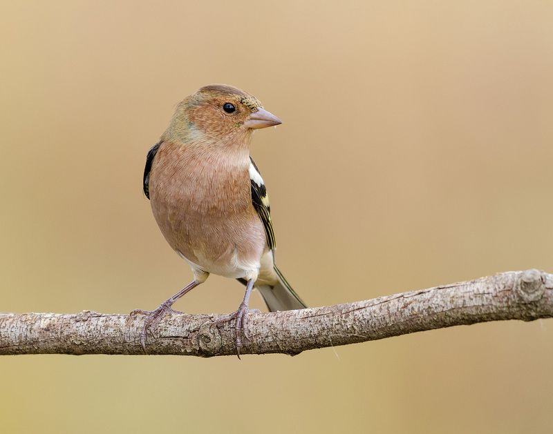зяблик зяблик фото превью