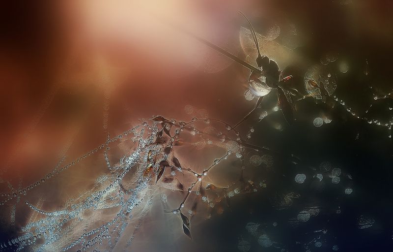 утро,роса ,сентябрь ..встречая рассвет.. фото превью