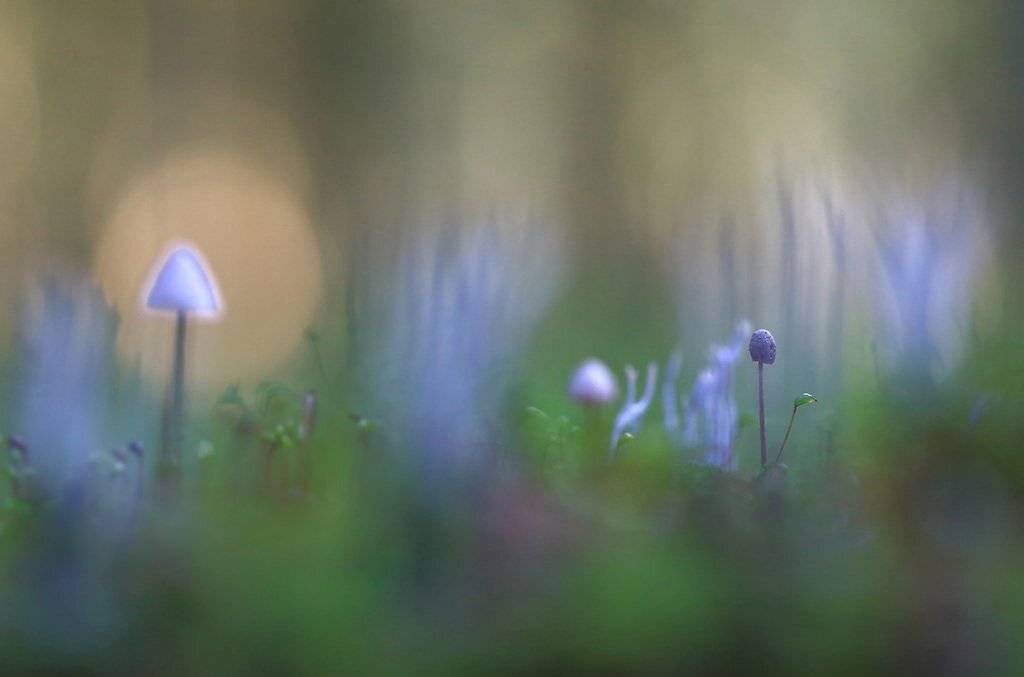 гриб, семья, осень, заросли, листья, ветви, дерево, мох, деревья, растения,природа, фон, зеленый, коричневый, красиво, листва, облачно., Виктор Шнайдер