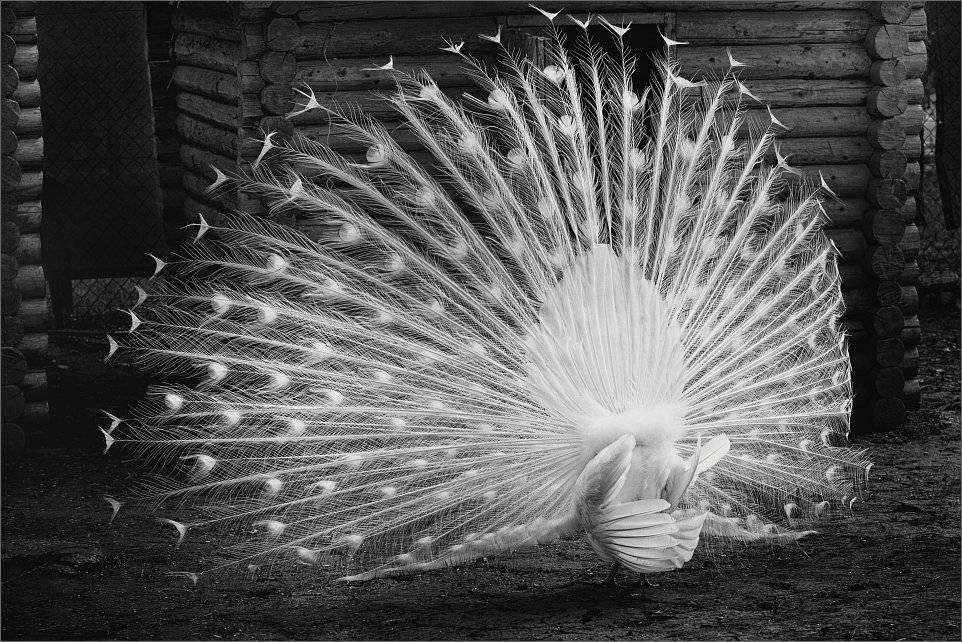 , Сергей Фудиненко