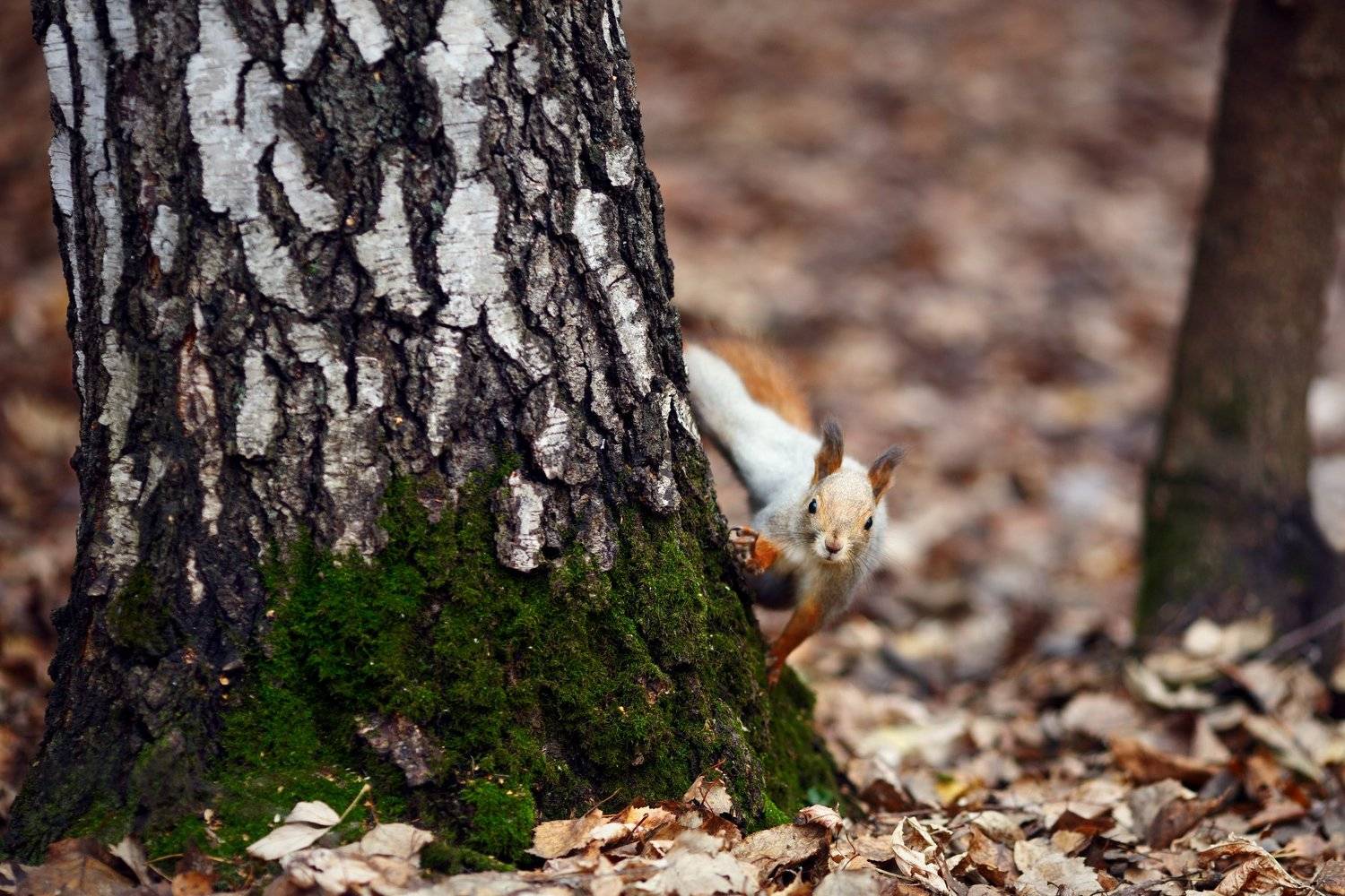 белки, осень, лес, Цвелёв Дмитрий