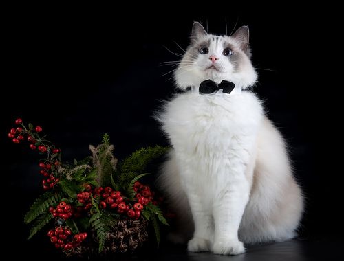 Mатильда - Ragdoll Cat (Matilda)