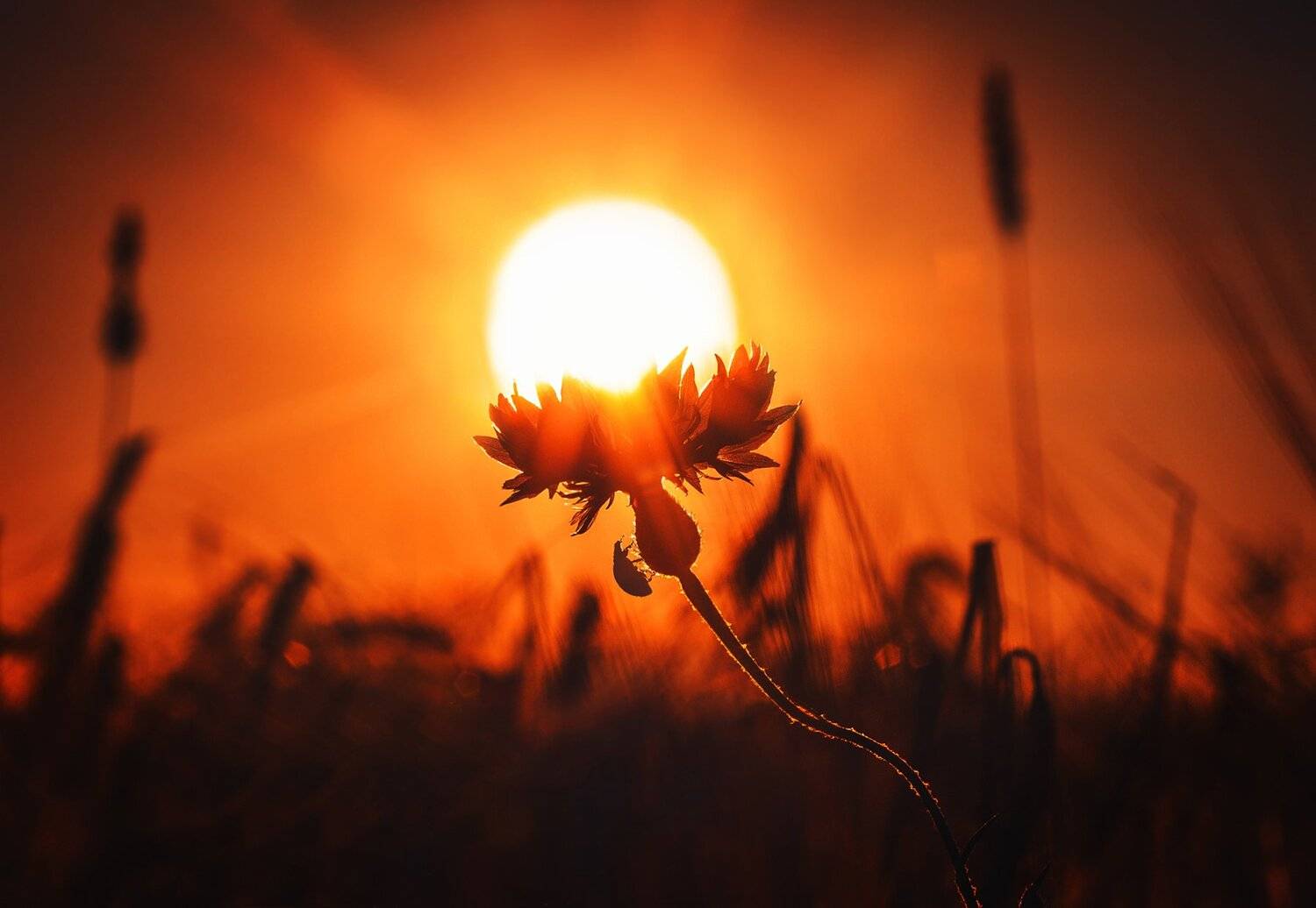 фото, макро, букашка, закат, Екатерина