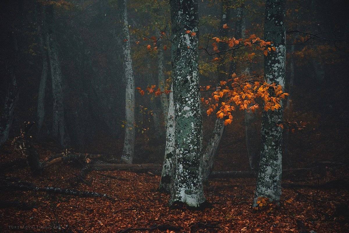 , Юрий Коваленко