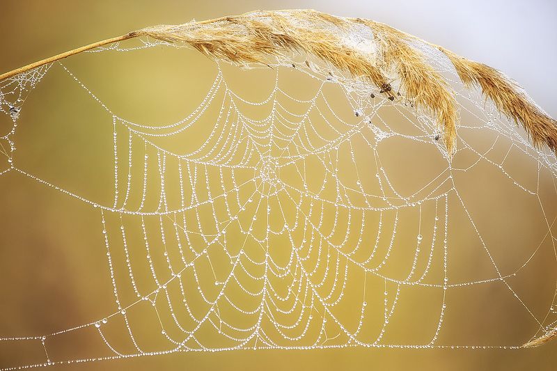 фото природы, осень, раннее утро, сухие травинки, паутина, роса, макро Бабье лето фото превью
