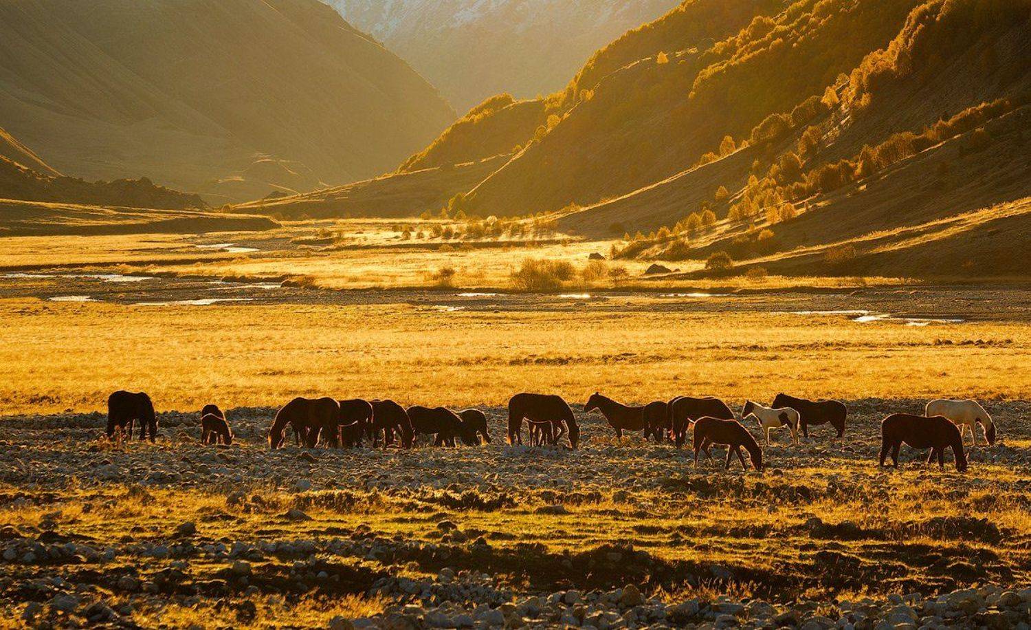 россия, кавказ, северная осетия, дигория, пейзаж, природа, ущелье, горы, хребет, рассвет, болото, река, табун, лошадь, Оборотов Алексей