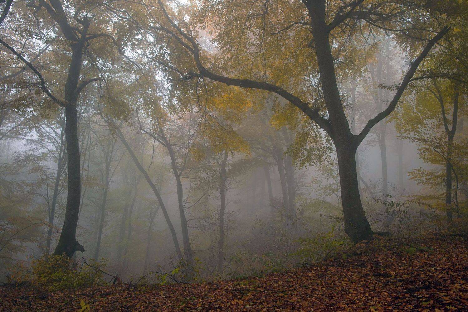 осень, Хасан Журтов
