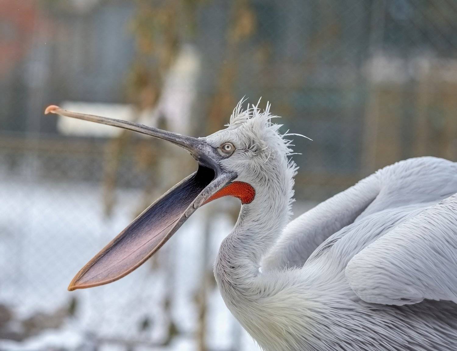 , Олег Богданов