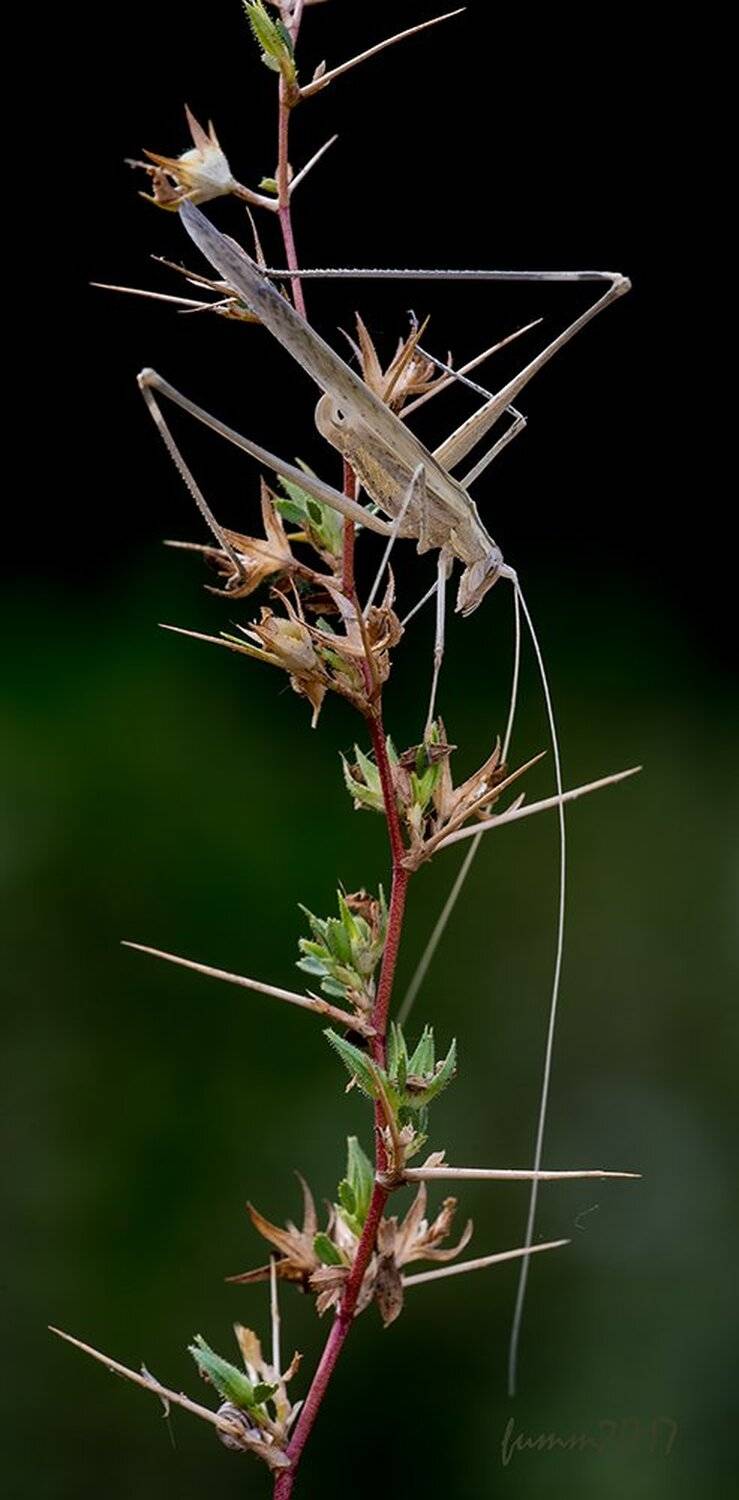 , Игорь ФУММ