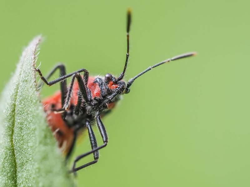 Кто там? фото превью