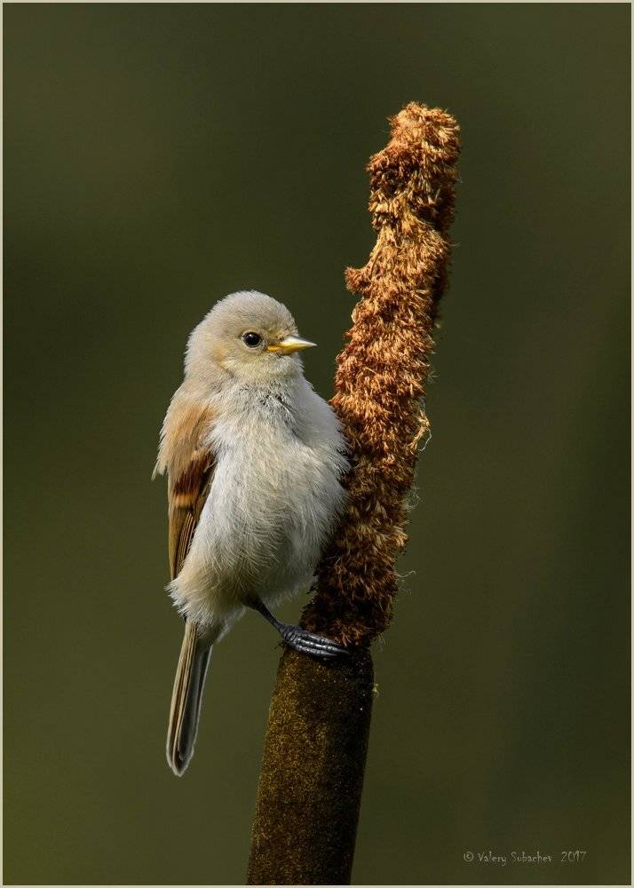 , Валерий Субачев