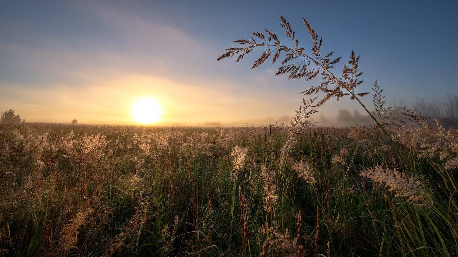 туман, рассвет, поле, солнце, Андрей Чиж