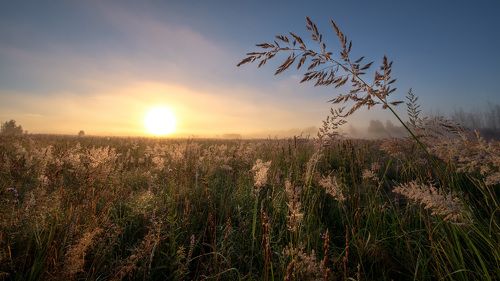 Рассвет, поле
