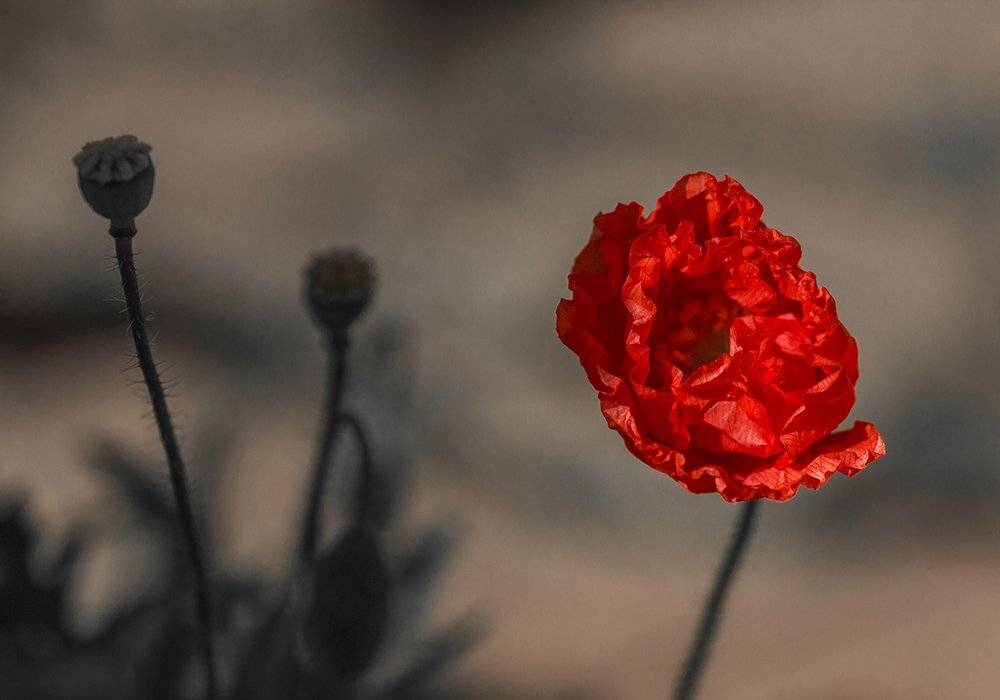 Природа, цветы, макро, мак, Александр Кожухов