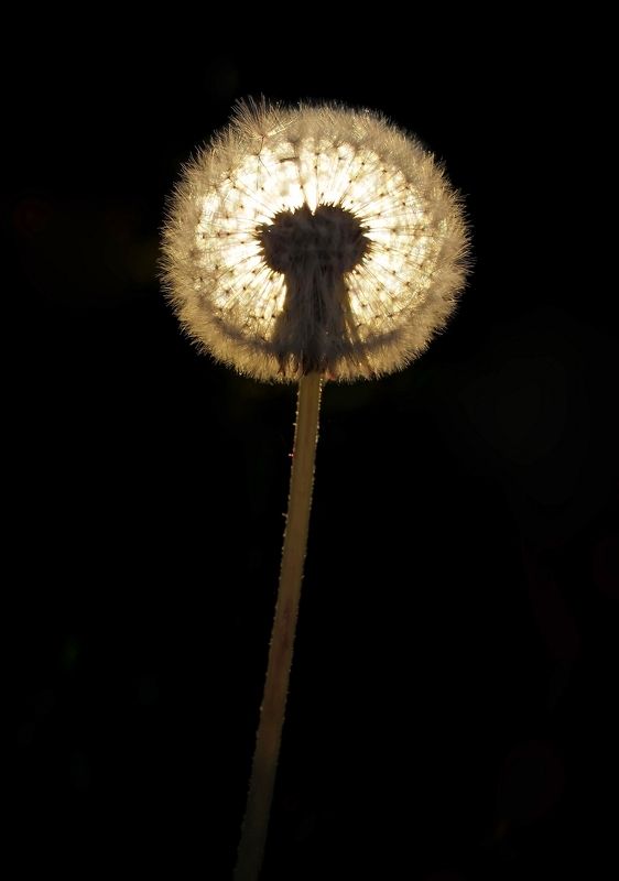 Одуванчик фото превью