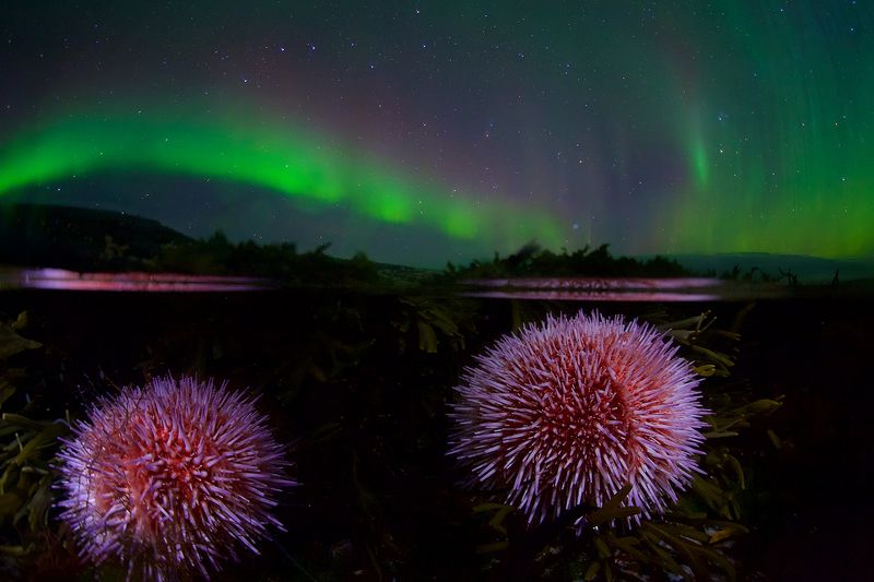 Мелодия Севера фото превью