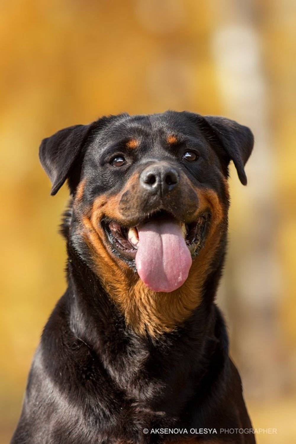 , Аксёнова Олеся